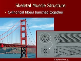 Skeletal Muscle Structure Cylindrical fibers bunched together Cable wire c.s. 