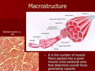 It is the number of muscle fibers packed into a given muscle cross-sectional area that determine overall force-generating capacity Macrostructure Skeletal muscle c.s.  40x 