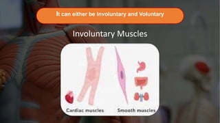 Muscular-System.pptx