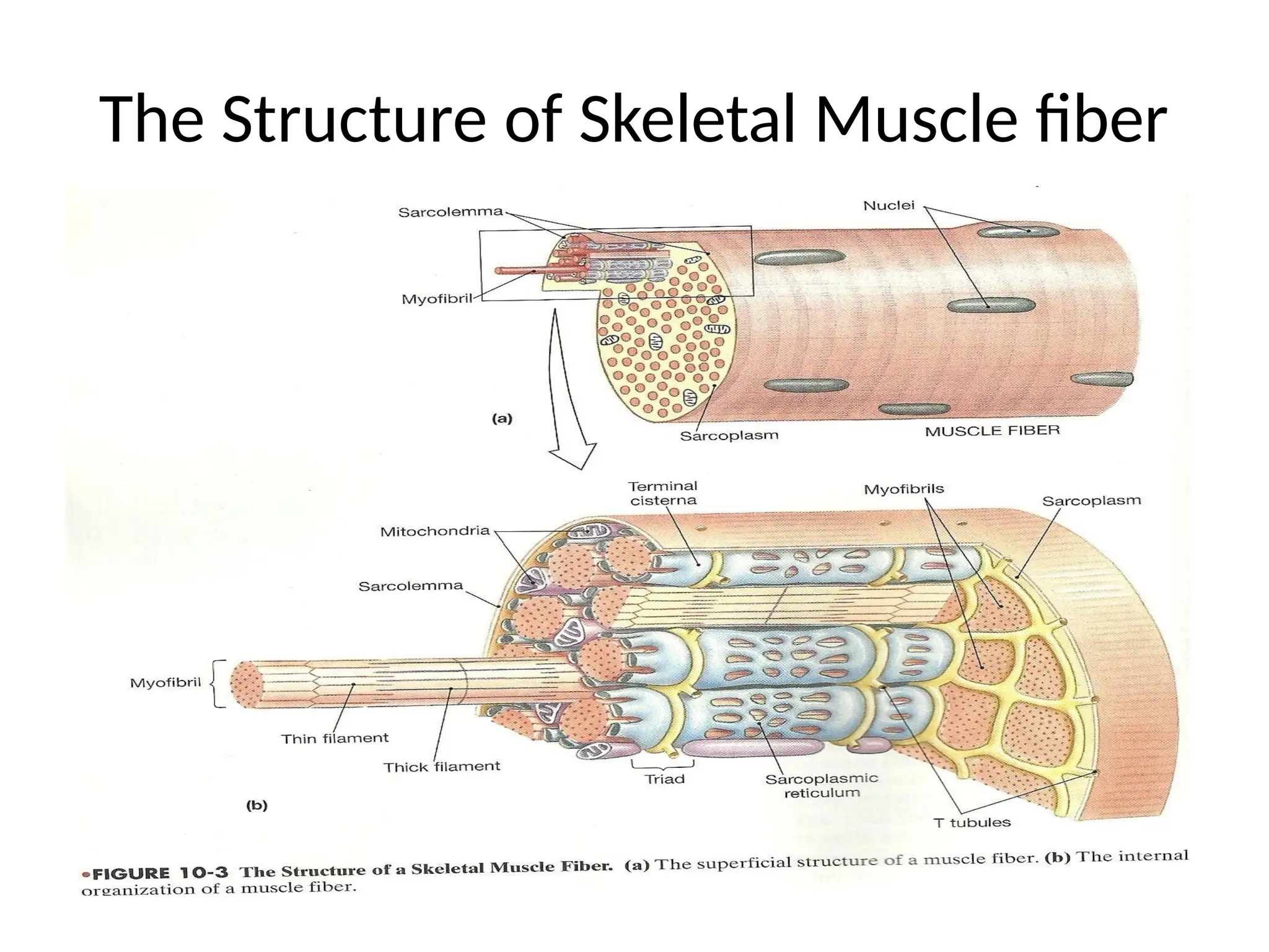 The Structure of Skeletal Muscle fiber
 