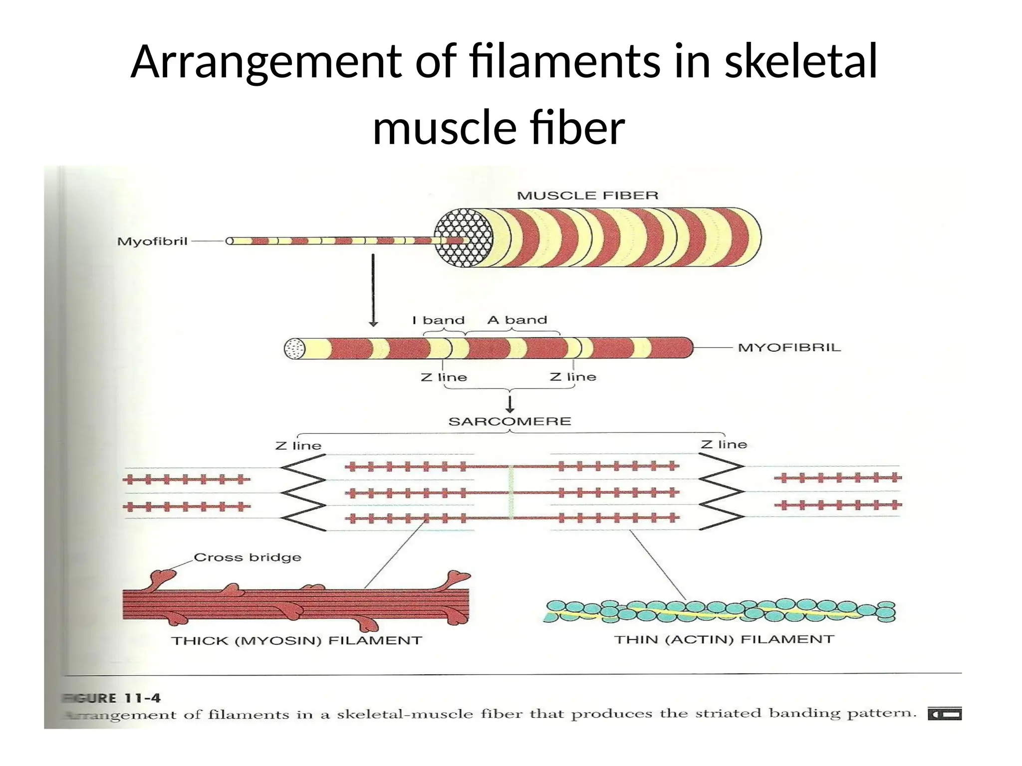 Arrangement of filaments in skeletal
muscle fiber
 