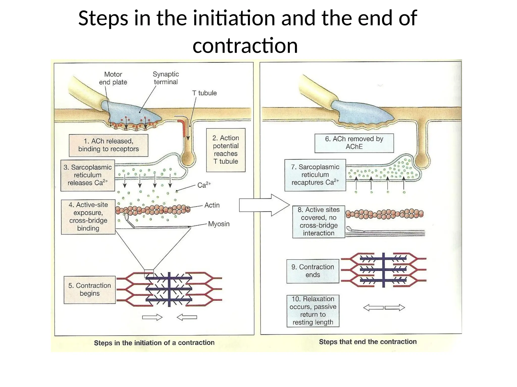 Steps in the initiation and the end of
contraction
 