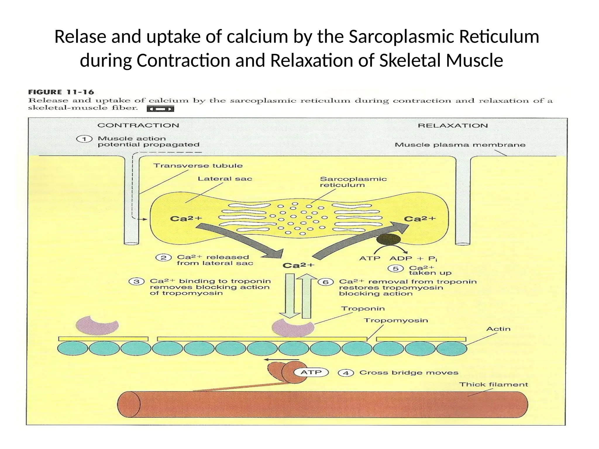 Relase and uptake of calcium by the Sarcoplasmic Reticulum
during Contraction and Relaxation of Skeletal Muscle
 