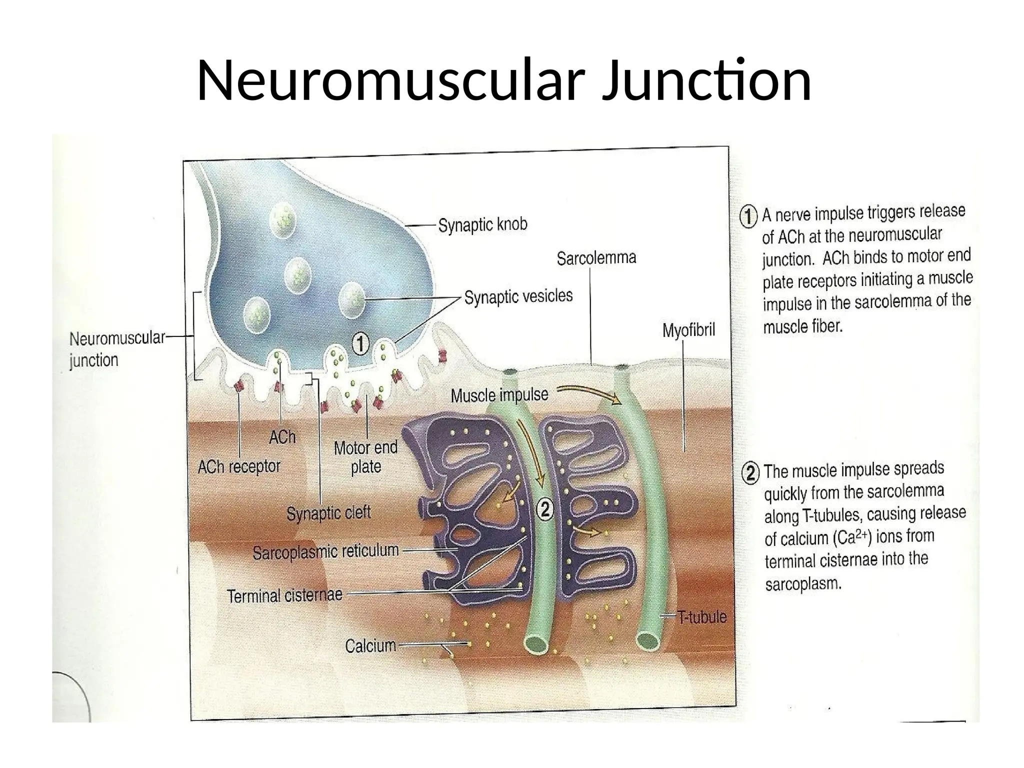 Neuromuscular Junction
 