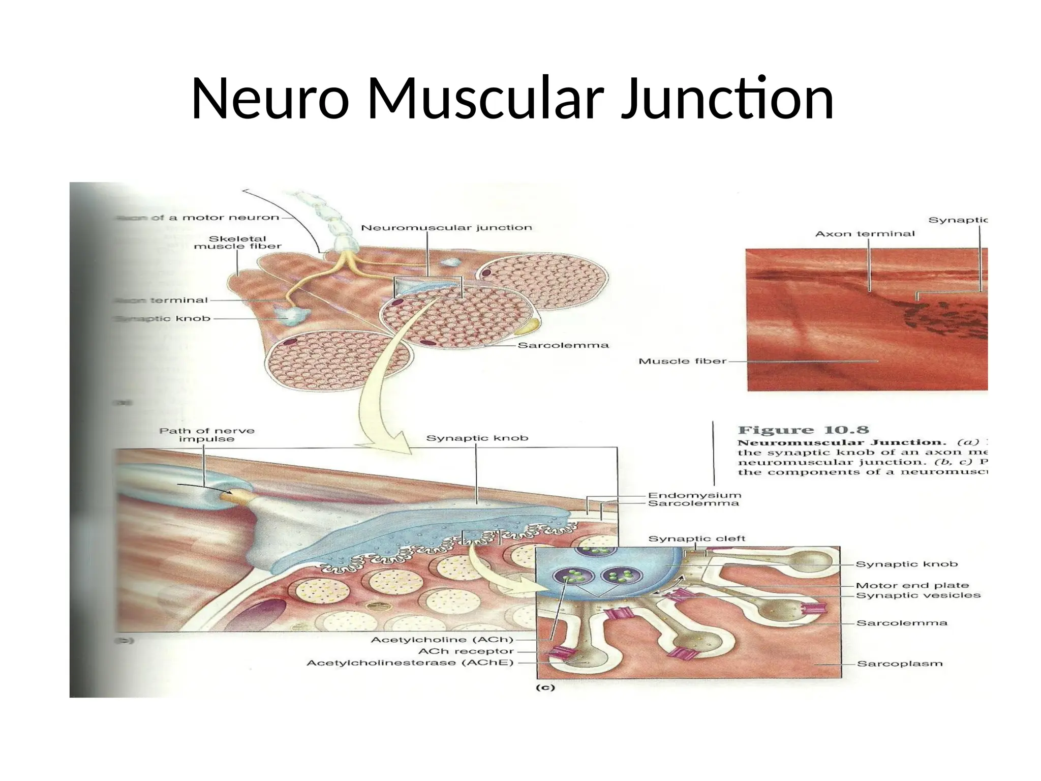 Neuro Muscular Junction
 