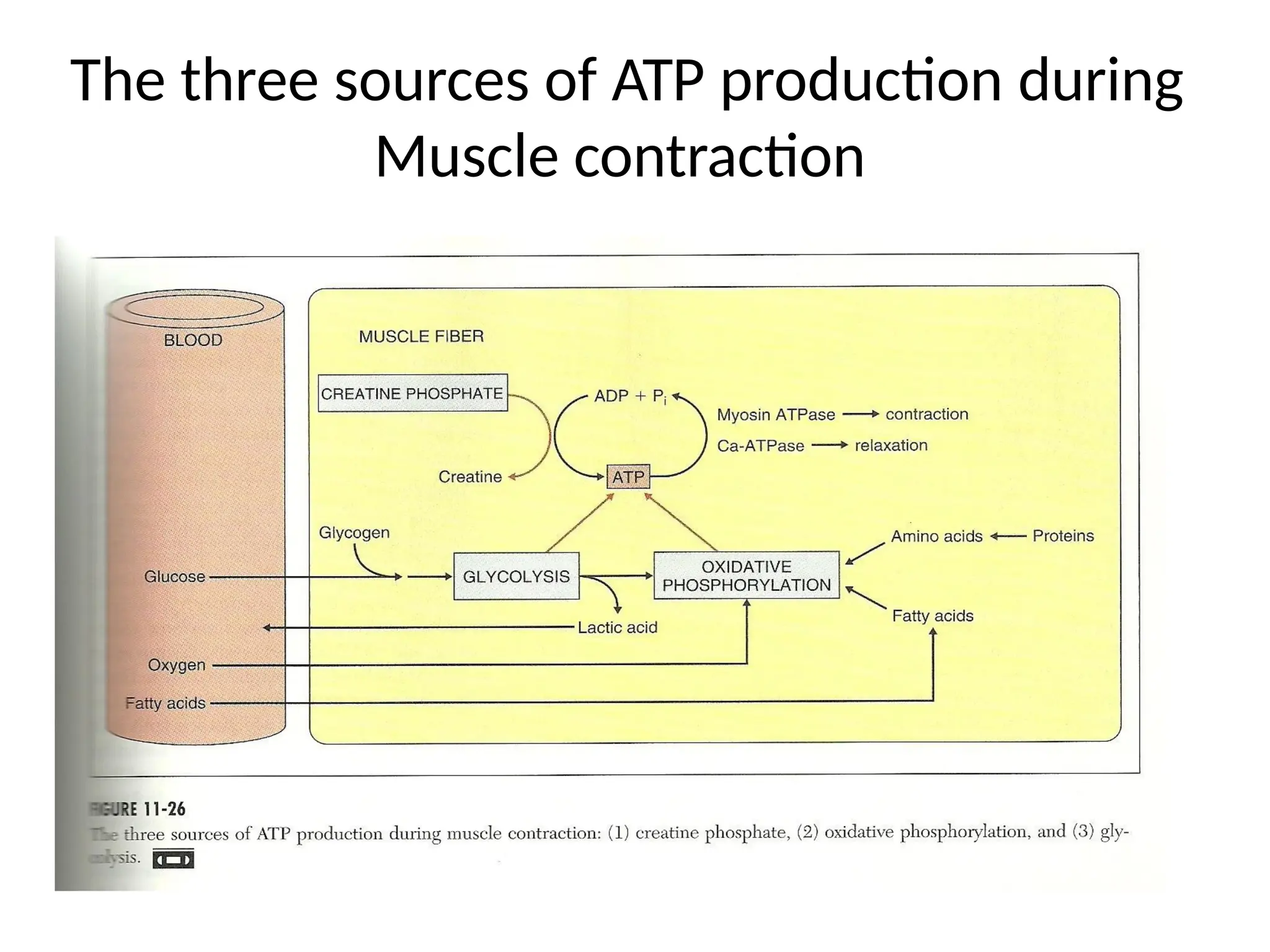 The three sources of ATP production during
Muscle contraction
 