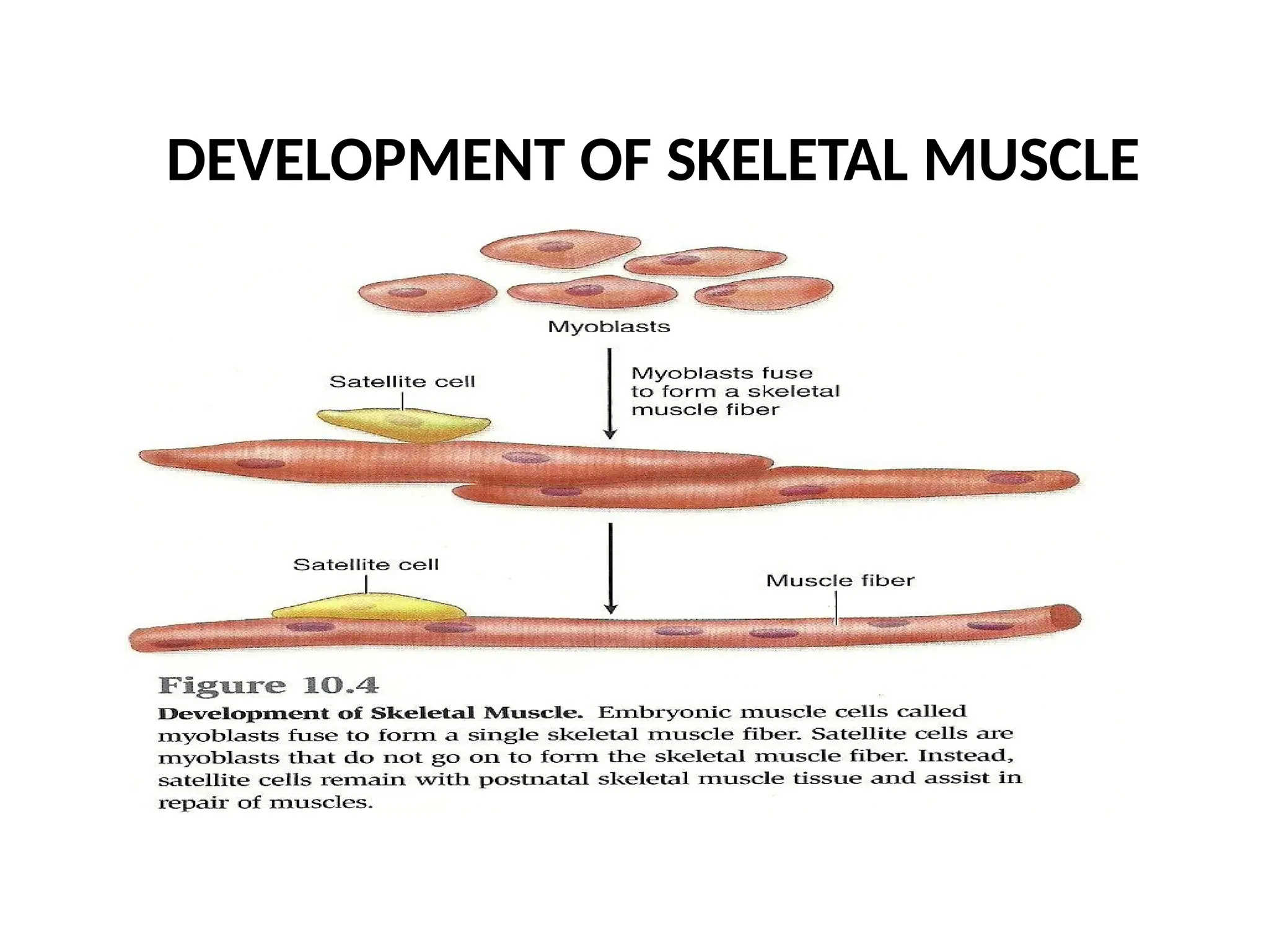 DEVELOPMENT OF SKELETAL MUSCLE
 