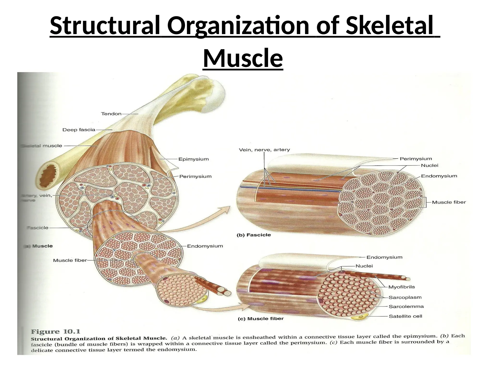 Structural Organization of Skeletal
Muscle
 