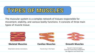 Muscular-System-Presentation-.pdf ANATOMY AND PHYSIOLOGY | PDF