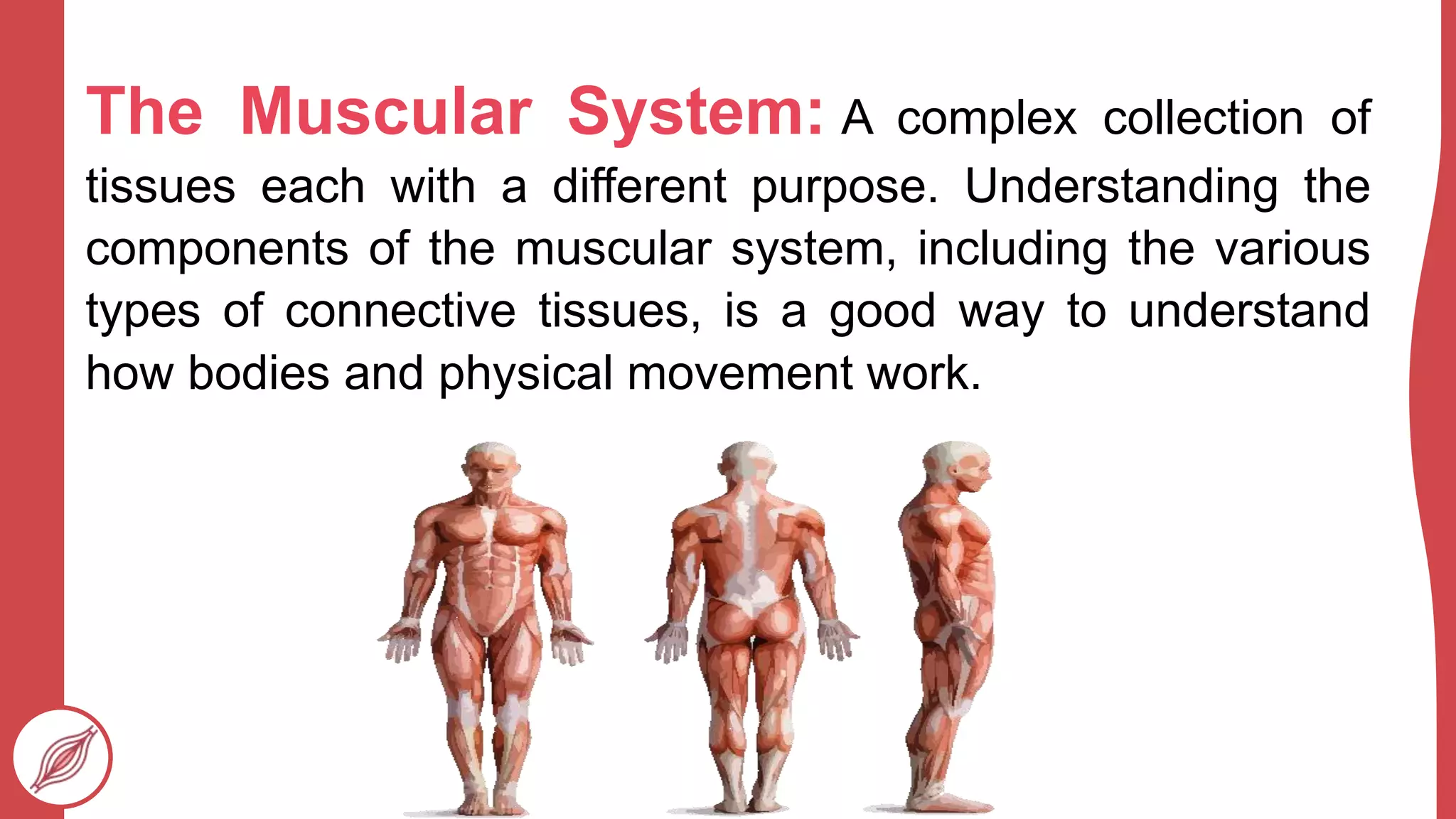Muscular System Definition Muscular System | PPTX
