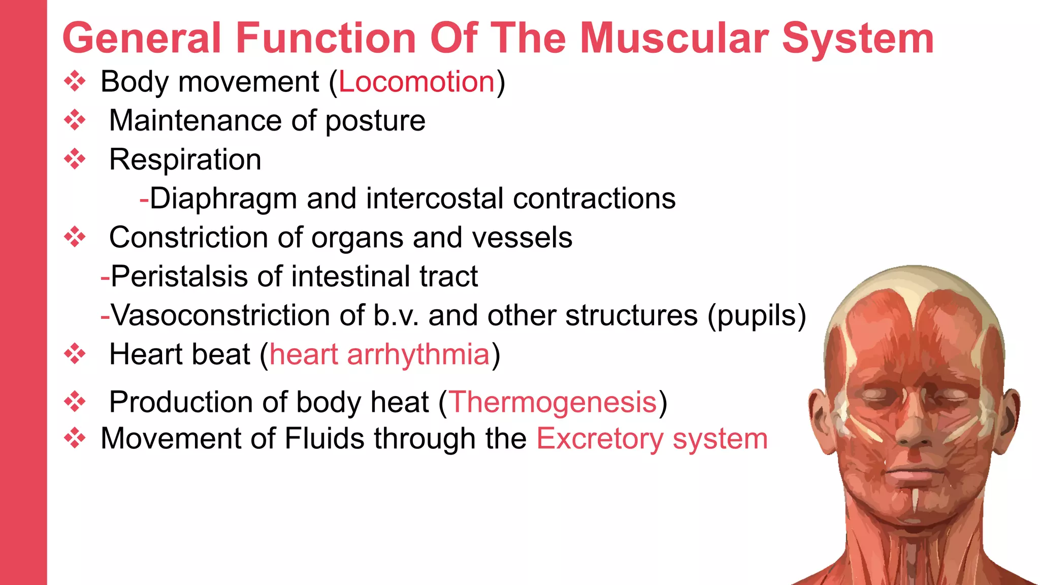 Muscular System | PPTX