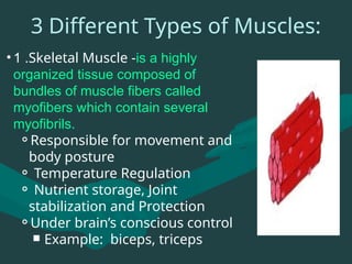 Muscular-System_group3-anatomy-ppt (1).pptx