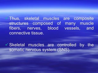<ul><li>Thus, skeletal muscles are composite structures composed of many muscle fibers, nerves, blood vessels, and connect...