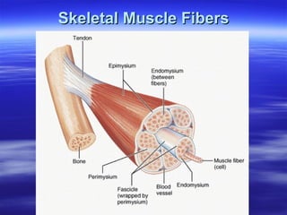 Skeletal Muscle Fibers 
