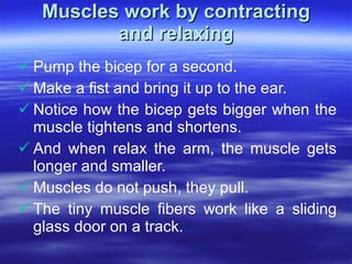 Muscles work by contracting and relaxing <ul><li>Pump the bicep for a second.  </li></ul><ul><li>Make a fist and bring it ...
