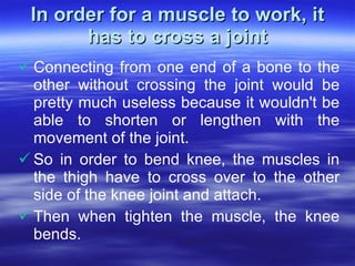 In order for a muscle to work, it has to cross a joint <ul><li>Connecting from one end of a bone to the other without cros...