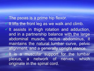 <ul><li>The psoas is a prime hip flexor.  </li></ul><ul><li>It lifts the front leg as we walk and climb. </li></ul><ul><li...