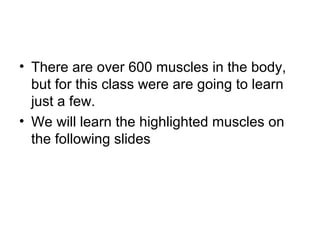 • There are over 600 muscles in the body,
  but for this class were are going to learn
  just a few.
• We will learn the highlighted muscles on
  the following slides
 