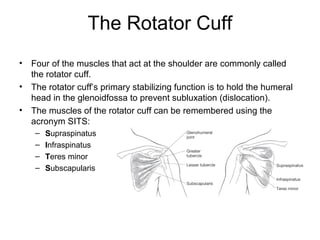 The Rotator Cuff
•   Four of the muscles that act at the shoulder are commonly called
    the rotator cuff.
•   The rotator cuff’s primary stabilizing function is to hold the humeral
    head in the glenoidfossa to prevent subluxation (dislocation).
•   The muscles of the rotator cuff can be remembered using the
    acronym SITS:
     –   Supraspinatus
     –   Infraspinatus
     –   Teres minor
     –   Subscapularis
 