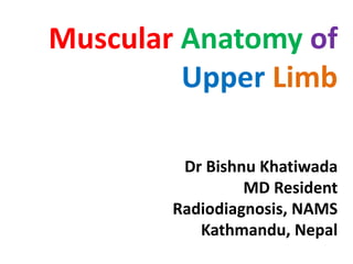 Muscular Anatomy of
Upper Limb
Dr Bishnu Khatiwada
MD Resident
Radiodiagnosis, NAMS
Kathmandu, Nepal
 