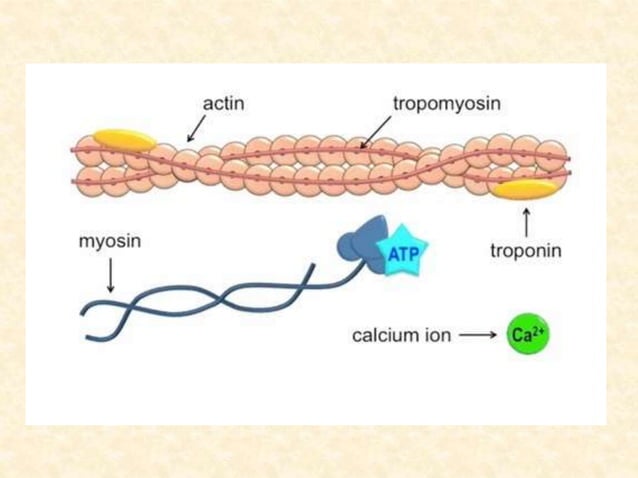 Muscular Contraction Ppt
