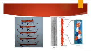 Muscular Contraction And Cytoskeleton Pptx Pptx