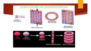 Muscular Contraction And Cytoskeleton Pptx Pptx