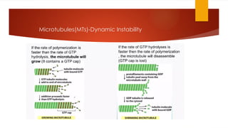 muscular contraction and cytoskeleton pptx | PPTX