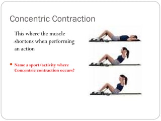 Concentric Contraction
This where the muscle
shortens when performing
an action
 Name a sport/activity where

Concentric contraction occurs?

 