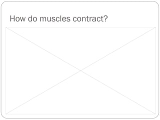 How do muscles contract?

 