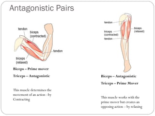 Antagonistic Pairs

Biceps – Prime mover
Triceps – Antagonistic

Biceps – Antagonistic
Triceps – Prime Mover

This muscle determines the
movement of an action –by
Contracting

This muscle works with the
prime mover but creates an
opposing action – by relaxing

 