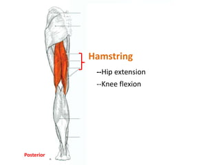 Hamstring Labels Muscular Anatomy (labeling packet) | PPTX