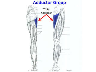 Muscular Anatomy (labeling packet) | PPTX