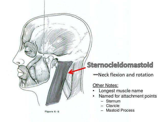 Muscular Anatomy (labeling packet)