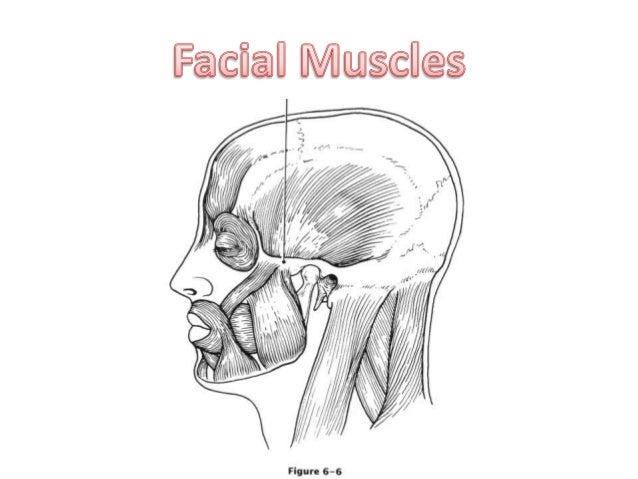 Muscular Anatomy (labeling packet)
