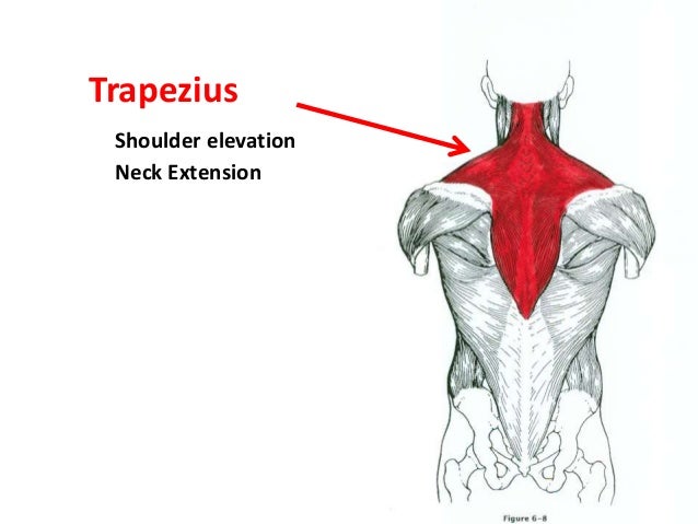 33 Label The Muscles Of The Head And Neck - Labels Design Ideas 2020