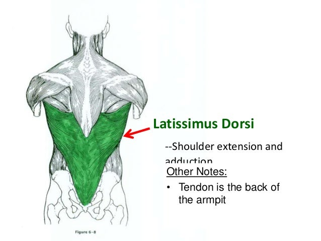 Muscular Anatomy (labeling packet)