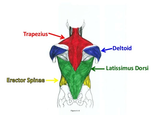 Muscular Anatomy (labeling packet)