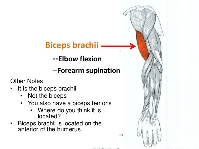 Muscular Anatomy (labeling packet)