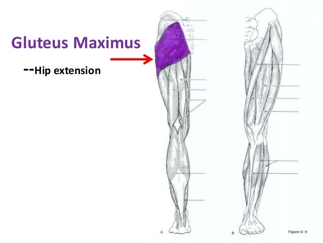 Hip Muscles Diagram Labeled : Muscles of the hips and ...