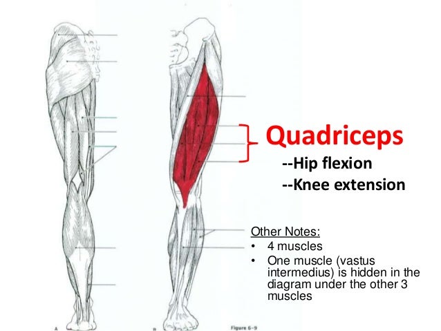 Labeled Leg Muscle Diagram