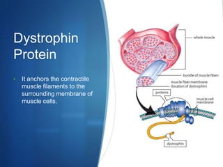 Dystrophin
Protein
•   It anchors the contractile
    muscle filaments to the
    surrounding membrane of
    muscle cells.
 
