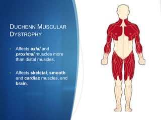 DUCHENN MUSCULAR
DYSTROPHY

•   Affects axial and
    proximal muscles more
    than distal muscles.

•   Affects skeletal, smooth
    and cardiac muscles, and
    brain.
 