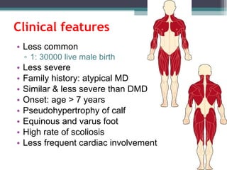 • Less common
▫ 1: 30000 live male birth
• Less severe
• Family history: atypical MD
• Similar & less severe than DMD
• Onset: age > 7 years
• Pseudohypertrophy of calf
• Equinous and varus foot
• High rate of scoliosis
• Less frequent cardiac involvement
Clinical features
 
