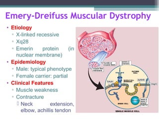 Emery-Dreifuss Muscular Dystrophy
• Etiology
▫ X-linked recessive
▫ Xq28
▫ Emerin protein (in
nuclear membrane)
• Epidemiology
▫ Male: typical phenotype
▫ Female carrier: partial
• Clinical Features
▫ Muscle weakness
▫ Contracture
 Neck extension,
elbow, achillis tendon
 