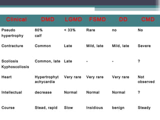 Clinical DMD LGMD FSMD DD CMD
Pseudo
hypertrophy
80%
calf
< 33% Rare no No
Contracture Common Late Mild, late Mild, late Severe
Scoliosis
Kyphoscoliosis
Common, late Late - - ?
Heart Hypertrophyt
achycardia
Very rare Very rare Very rare Not
observed
Intellectual decrease Normal Normal Normal ?
Course Stead, rapid Slow Insidious benign Steady
 