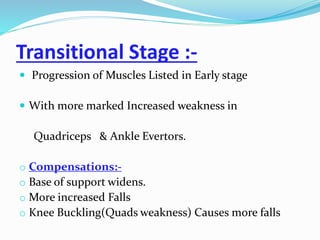 Transitional Stage :-
 Progression of Muscles Listed in Early stage
 With more marked Increased weakness in
Quadriceps & Ankle Evertors.
o Compensations:-
o Base of support widens.
o More increased Falls
o Knee Buckling(Quads weakness) Causes more falls
 