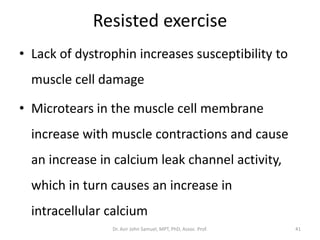 Resisted exercise
• Lack of dystrophin increases susceptibility to
muscle cell damage
• Microtears in the muscle cell membrane
increase with muscle contractions and cause
an increase in calcium leak channel activity,
which in turn causes an increase in
intracellular calcium
Dr. Asir John Samuel, MPT, PhD, Assoc. Prof. 41
 