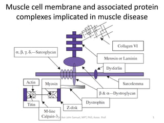 Muscle cell membrane and associated protein
complexes implicated in muscle disease
Dr. Asir John Samuel, MPT, PhD, Assoc. Prof. 5
 