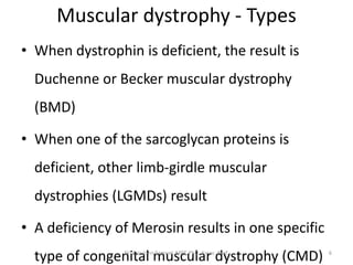 Muscular dystrophy - Types
• When dystrophin is deficient, the result is
Duchenne or Becker muscular dystrophy
(BMD)
• When one of the sarcoglycan proteins is
deficient, other limb-girdle muscular
dystrophies (LGMDs) result
• A deficiency of Merosin results in one specific
type of congenital muscular dystrophy (CMD)Dr. Asir John Samuel, MPT, PhD, Assoc. Prof. 6
 